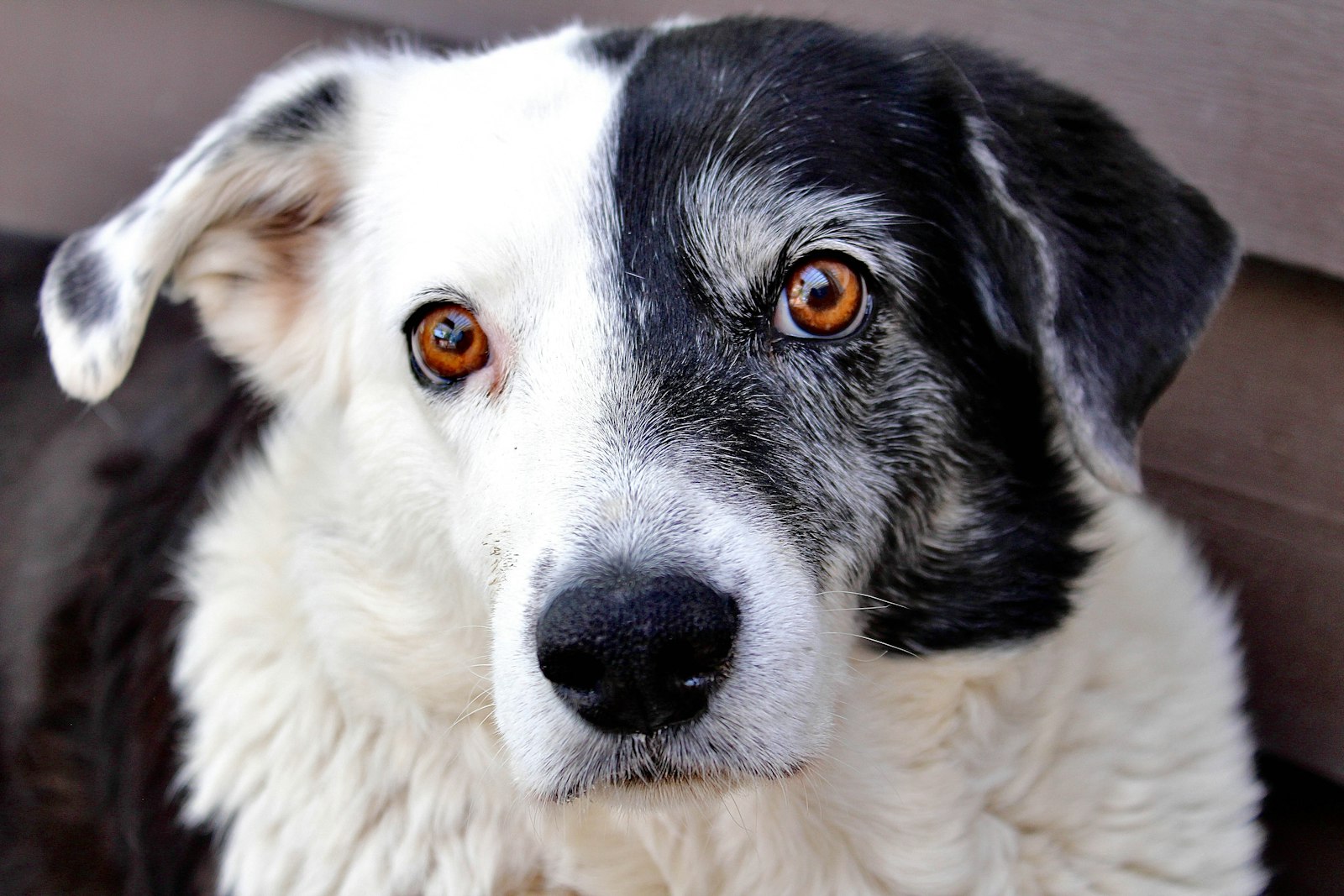 Dog Eye Conditions in Milpitas: What Redness, Squinting, and Cloudiness Can Mean